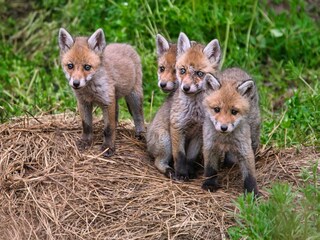 Maison de vacances Hasselfelde Environnement 14