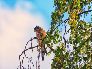 Casa per le vacanze Hasselfelde Ambiente 18