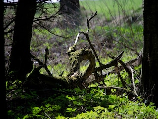 Ferienhaus Hasselfelde Umgebung 17