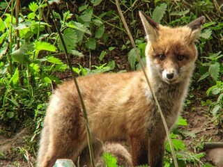 Casa de vacaciones Hasselfelde Entorno 18