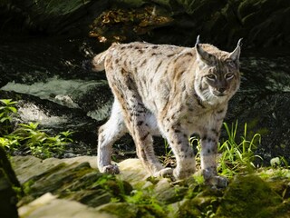 Casa de vacaciones Hasselfelde Entorno 13