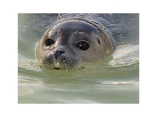 Casa per le vacanze Texel Ambiente 31