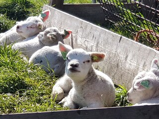 Casa per le vacanze Texel Ambiente 32