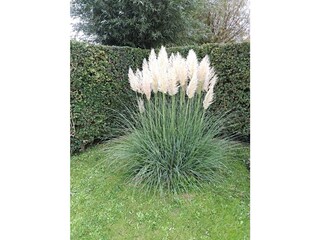 Appartamento per vacanze Scharendijke Registrazione all'aperto 4