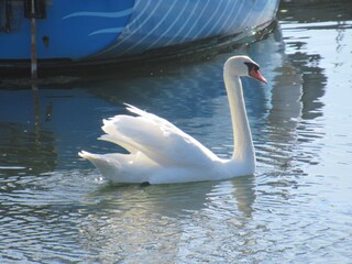 Hausboot Neue Tiefe Umgebung 24