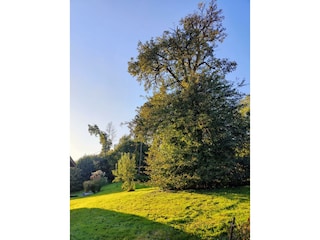 Grundstück mit Baum
