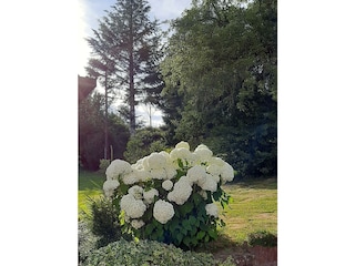 Bauernhortensie
