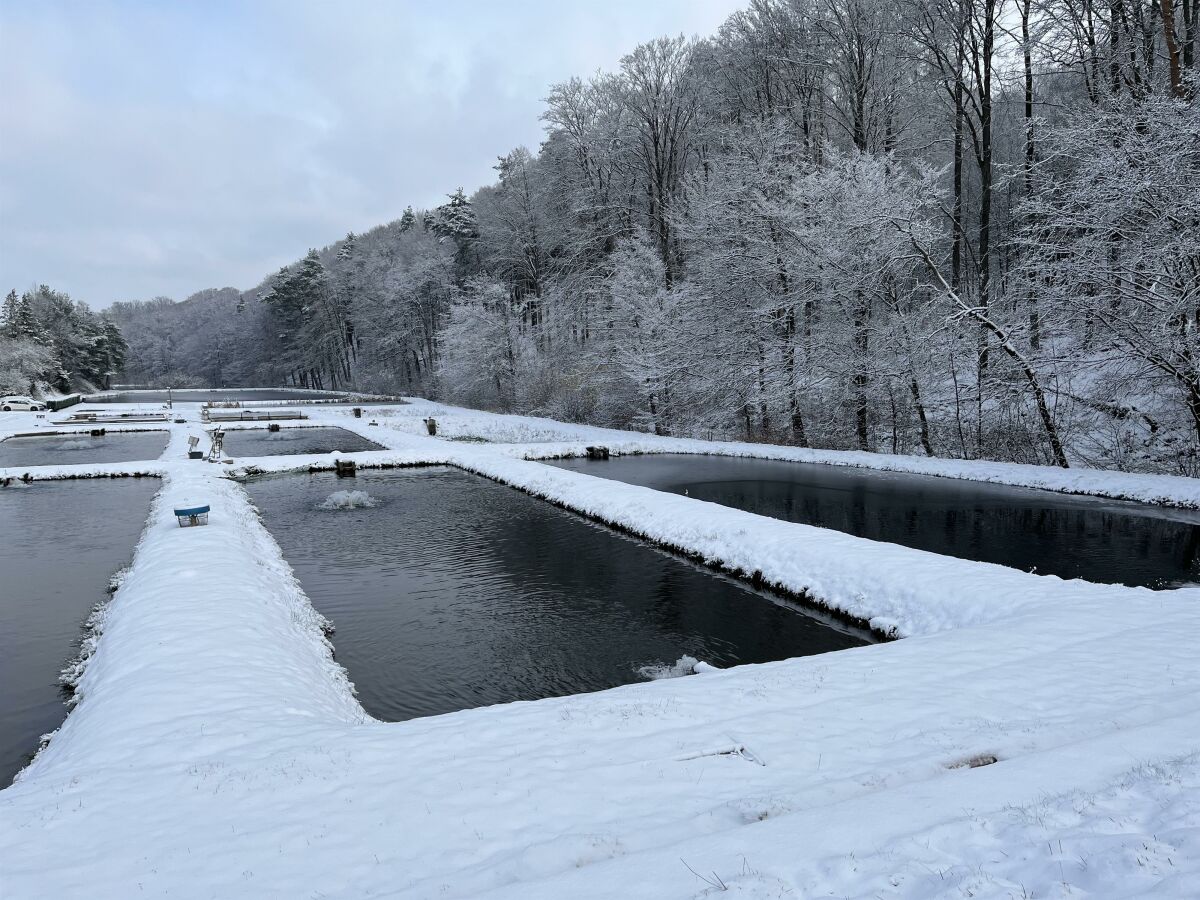 Teich im Winter