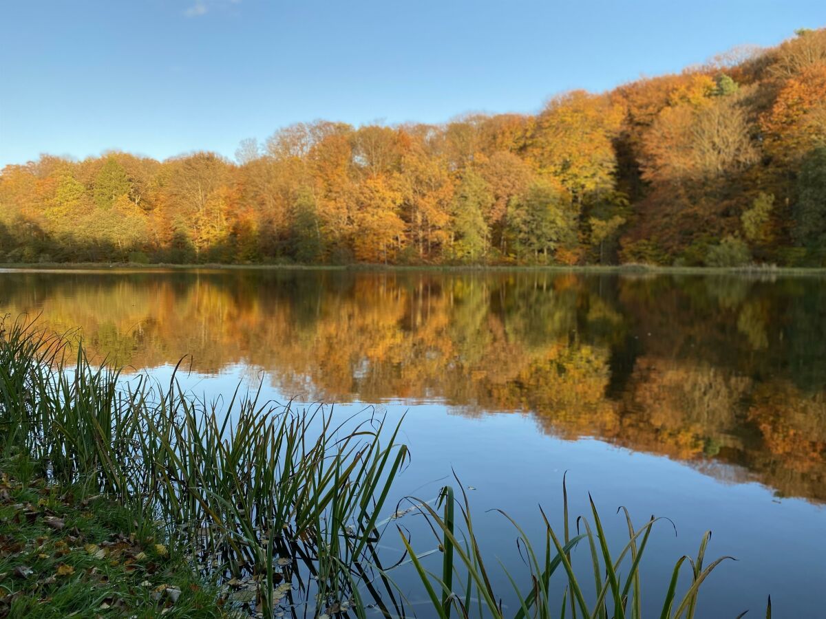 Teich im Herbst Foto 2