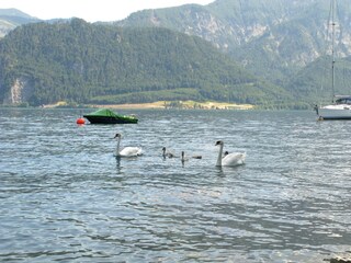 Casa per le vacanze Unterach am Attersee Ambiente 31