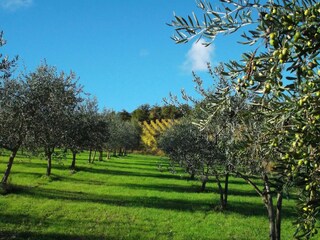 Vakantiehuis Radda in Chianti Omgeving 26