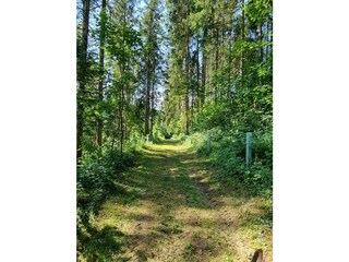 Weg vom Haus in den Wald