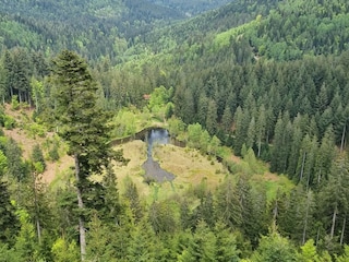 Aussicht Ellbachsee