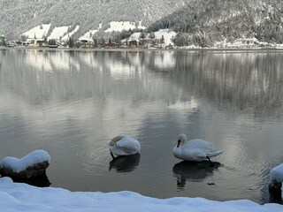 Apartamento Walchsee Entorno 29