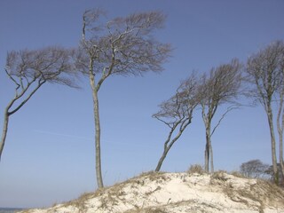 Windflüchter