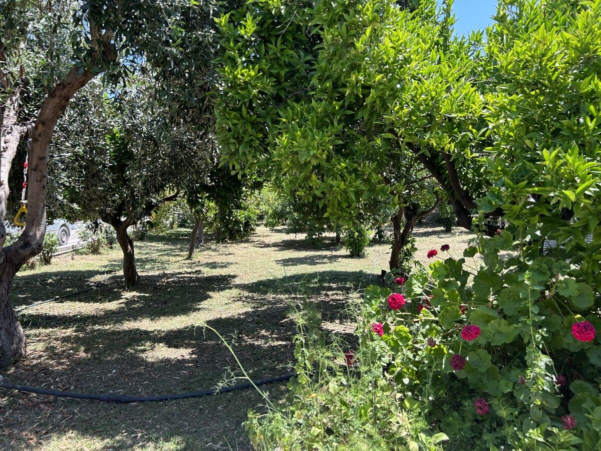 Blick in den Obstgarten