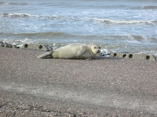 Seehund am Strand