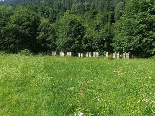 Bienen