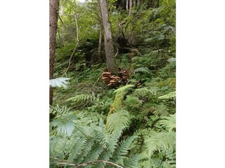 Wandern