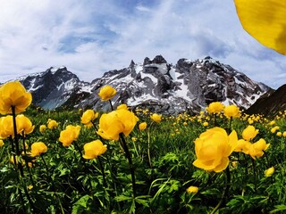 Alpenblumen