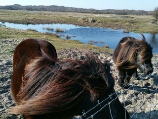 Casa per le vacanze Scharendijke Ambiente 33