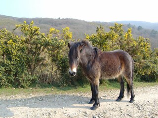 Casa per le vacanze Le Vast Ambiente 35