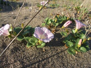 Appartamento Castagneto Carducci Ambiente 34