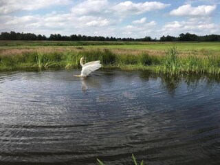 Chalet De Veenhoop Environnement 17