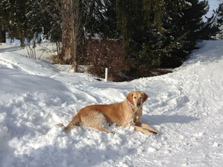 Appartamento per vacanze Welschnofen Ambiente 34