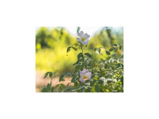 Casa per le vacanze Dümmer (Mecklenburg) Ambiente 25