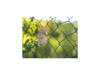 Casa per le vacanze Dümmer (Mecklenburg) Ambiente 35