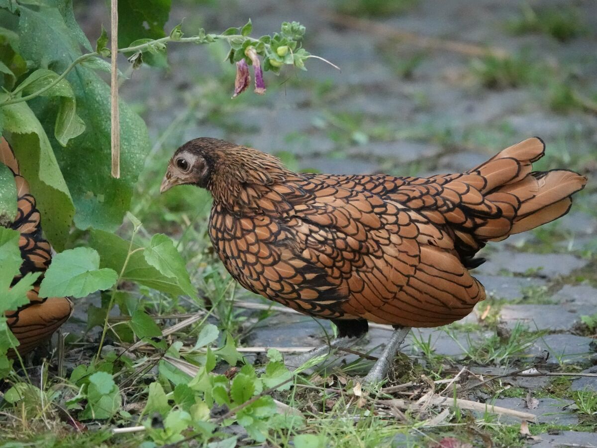 Sebright Huhn in unserem Garten