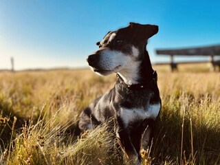 Bungalow De Koog Environnement 13