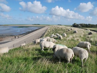 Bungalow De Koog Ambiente 14