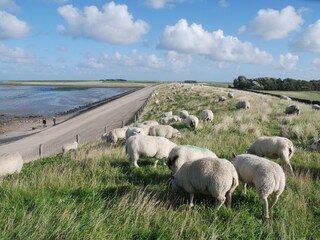 Appartamento per vacanze De Koog Ambiente 12