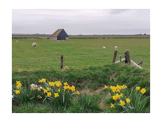 Landschaft Texel