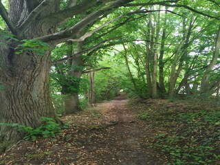 Rulot Goldberg Entorno 25