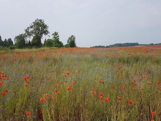 Wohnwagen Goldberg Umgebung 46