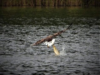 Trailer Goldberg Environment 39