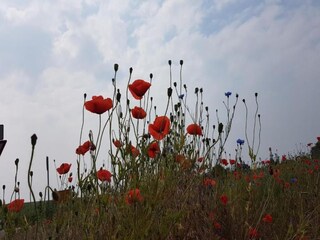 Rulot Goldberg Entorno 47