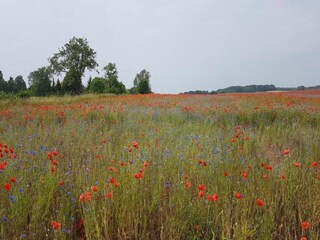 Rulot Goldberg Entorno 33