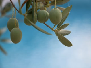 Villa Nerežišća  31