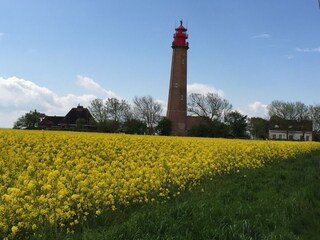 Rapsblüte auf Fehmarn