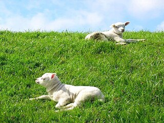 Holiday house Den Burg Environment 34