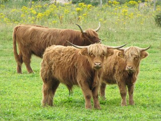 Casa per le vacanze Den Burg Ambiente 18