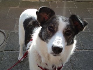 Familienhund Jessi