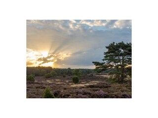 Es gibt viel Wald in fußläufiger Entfernung