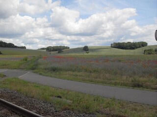 Kornblumen & Mohn