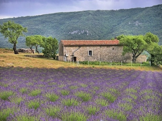 Villa Spéracèdes Environment 26