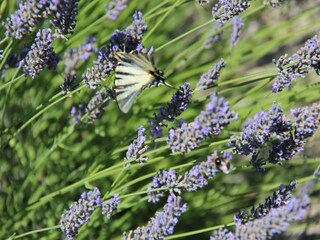 Casa de vacaciones Les Vans Grabación al aire libre 11